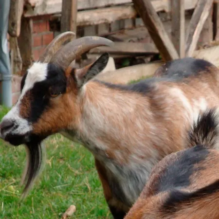 Nr 1 - 4-personen דירה *