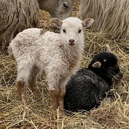 Nr 1 - 4-personen Schlagsdorf (Fehmarn)