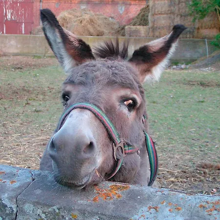 Nr 1 - 4-personen דירה *